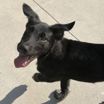 Onyx -  Shepherd and Mixed Breed Dog for Adoption in Matteson, Illinois - Onyx | PetCurious