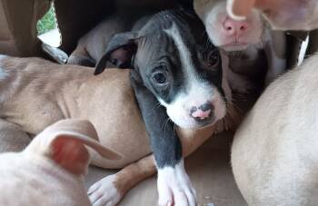 Garrett -  Terrier Dog for Adoption in Aurora, Illinois - Garrett | PetCurious