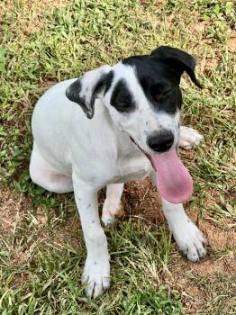 Dewey -  Catahoula Leopard Dog and Labrador Retriever Dog for Adoption in Lakemont, Georgia - Dewey | PetCurious