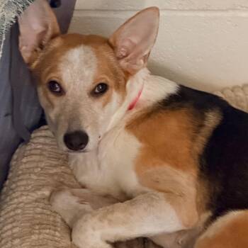 Andi -  Cattle Dog and Cardigan Welsh Corgi Dog for Adoption in Columbus, Georgia - Andi | PetCurious