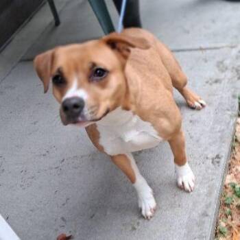 Terrier Dogs Available for Adoption - Ginger | PetCurious