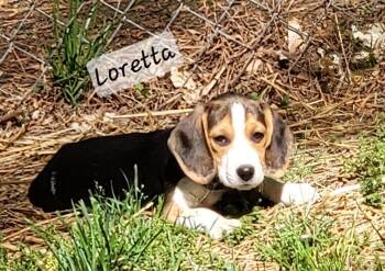 Beagle Dogs Available for Adoption in Prince Frederick, Maryland - Loretta | PetCurious