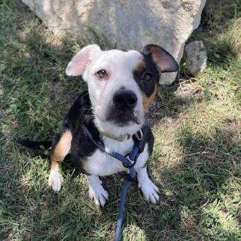 Maggie -  Terrier Dog for Adoption in Center Point, Texas - Maggie | PetCurious