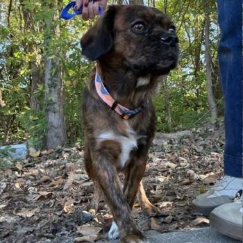 Bubbles -  Mixed Breed Dog for Adoption in Jeffersonville, Indiana - Bubbles | PetCurious
