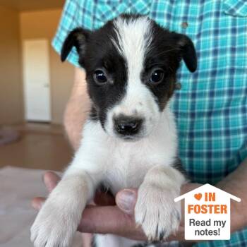Ludo -  Pit Bull Terrier and Collie Dog for Adoption in Kanab, Utah - Ludo | PetCurious