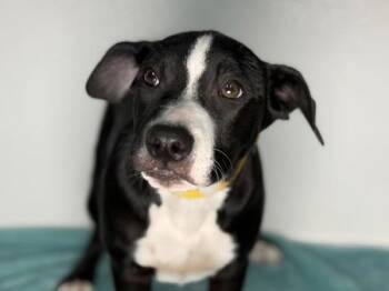Pit Bull Terrier and Border Collie Dogs Available for Adoption in Portland, Oregon - Marigold | PetCurious