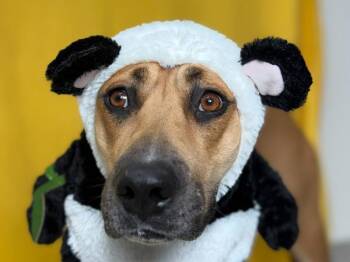 Winona -  Pit Bull Terrier and Mixed Breed Dog for Adoption in Portland, Oregon - Winona | PetCurious