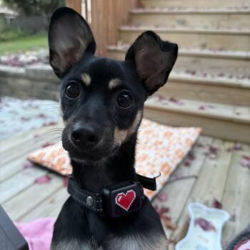 Bailey -  Chihuahua and Miniature Pinscher Dog for Adoption in Riverdale, Iowa - Bailey | PetCurious