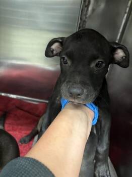 A480022 -  Pit Bull Terrier and Mixed Breed Dog for Adoption in Oklahoma City, Oklahoma - A480022 | PetCurious