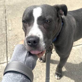 Chase -  Pit Bull Terrier Dog for Adoption in Oakland, California - Chase | PetCurious