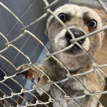 Mixed Breed Dogs Available for Adoption - Aire | PetCurious