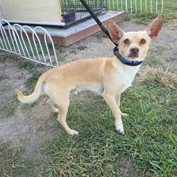 MR PEABODY -  Chihuahua and Mixed Breed Dog for Adoption in Long Beach, California - MR PEABODY | PetCurious