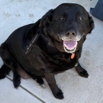 Black Labrador Retriever Dogs Available for Adoption in Denver, Colorado - Melanie | PetCurious