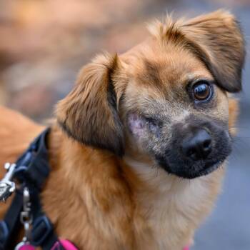 Rescue Mixed Breed Dogs for Adoption in Springfield, Missouri - Leela | PetCurious