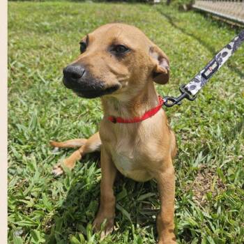 Pol -  Mixed Breed Dog for Adoption in Englewood, Florida - Pol | PetCurious