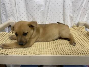 German Shepherd Dog Dogs Available for Adoption in Modesto, California - A611003 | PetCurious