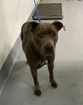 American Staffordshire Terrier and Mixed Breed Dogs Available for Adoption - Ceniza - 2 | PetCurious