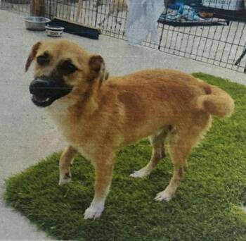 Chihuahua and Shepherd Dogs Available for Adoption - Leah | PetCurious