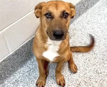 German Shepherd Dog and Collie Dogs Available for Adoption - DORIAN | PetCurious