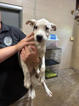 Rescue Hound Dogs for Adoption in Hot Springs, Arkansas - Lina | PetCurious