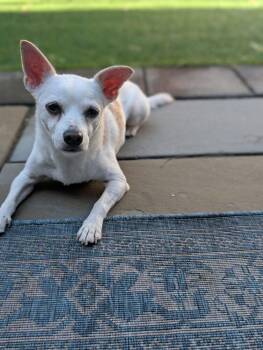 Grilled Cheese -  Chihuahua Dog for Adoption in New York, New York - Grilled Cheese | PetCurious