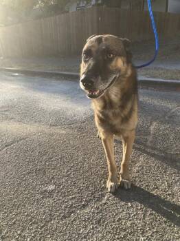 BRUCE -  Mixed Breed Dog for Adoption in Dallas, Texas - BRUCE | PetCurious