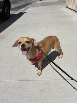 Benito -  Chihuahua Dog for Adoption in Murrieta, California - Benito | PetCurious