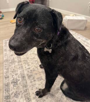 Lindi -  Cattle Dog Dog for Adoption in Grand Forks, North Dakota - Lindi | PetCurious