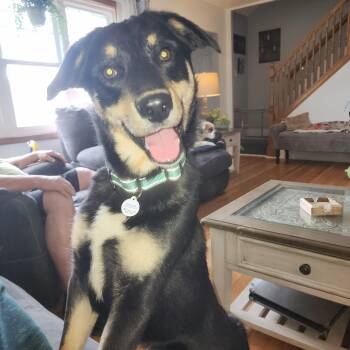 Rottweiler Dogs Available for Adoption in Monticello, New York - Duke | PetCurious