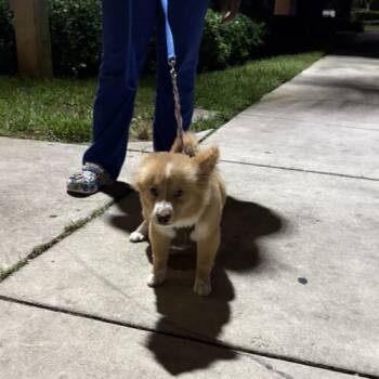 Rescue Pomeranian and Husky Dogs for Adoption in Sunrise, Florida - Max | PetCurious
