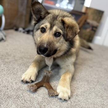 Mixed Breed Dogs Available for Adoption - Mater | PetCurious