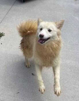 Rescue American Eskimo Dog and Mixed Breed Dogs for Adoption in St. Louis, Missouri - Blizzard - St. Louis, MO | PetCurious