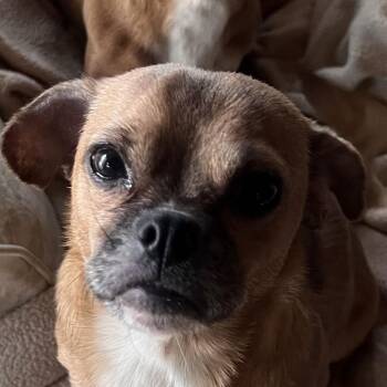 Chihuahua Dogs Available for Adoption in Danville, Vermont - Sasha | PetCurious
