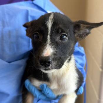 Papas Fritas -  Belgian Shepherd Malinois Dog for Adoption in San Antonio, Texas - Papas Fritas | PetCurious