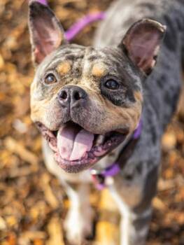 Snooki - ADOPTED -  Mixed Breed Dog for Adoption in Chamblee, Georgia - Snooki - ADOPTED | PetCurious