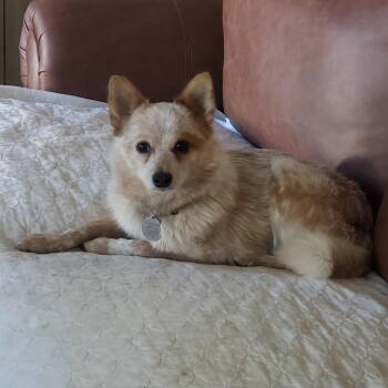 Sandy -  Pomeranian Dog for Adoption in Albany, New York - Sandy | PetCurious