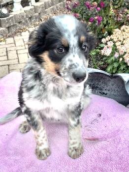 Rescue Australian Shepherd Dogs for Adoption - Gypcee | PetCurious
