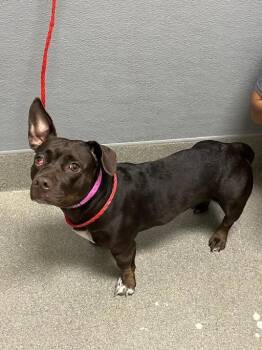 IZZY -  Pit Bull Terrier and Dachshund Dog for Adoption in Las Vegas, Nevada - IZZY | PetCurious