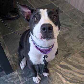 Lexi -  Terrier and Mixed Breed Dog for Adoption in Clearwater, Florida - Lexi | PetCurious