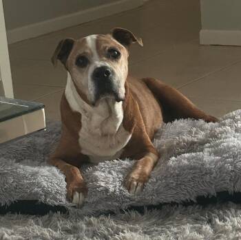 Pit Bull Terrier Dogs Available for Adoption - Billy | PetCurious