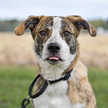 Cliff -  Great Pyrenees Dog for Adoption in Richmond, Virginia - Cliff | PetCurious