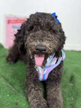 Bella-One of our Amazing Rescue Dogs -  Labradoodle and Goldendoodle Dog for Adoption in Carlsbad, California - Bella-One Of Our Amazing Rescue Dogs | PetCurious