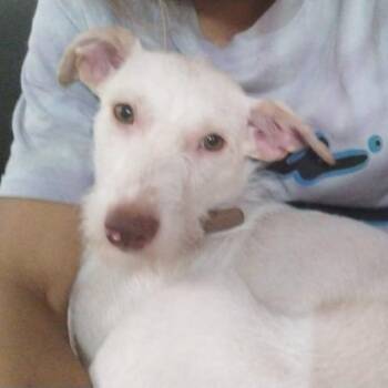 Nuby -  Terrier and Mixed Breed Dog for Adoption in Tacoma, Washington - Nuby | PetCurious