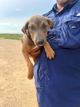 Butterfly -  Doberman Pinscher and German Shepherd Dog Dog for Adoption in Rockport, Texas - Butterfly | PetCurious