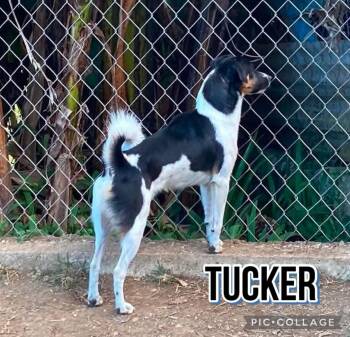 Tucker -  Jack Russell Terrier Dog for Adoption in Milford, New Hampshire - Tucker | PetCurious