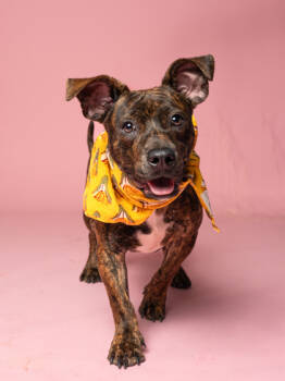 Rescue Mixed Breed Dogs for Adoption in Atlanta, Georgia - Luke (Bonded Leia) | PetCurious