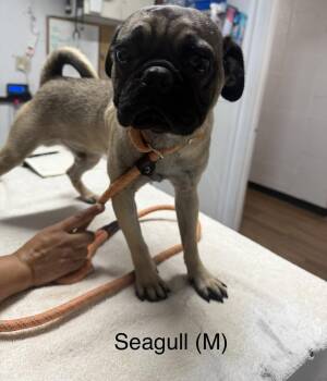 Seagull -  Pug Dog for Adoption in Ventura, California - Seagull | PetCurious