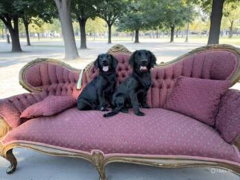 Rescue Cocker Spaniel and Dachshund Dogs for Adoption in Elloree, South Carolina - Ivy | PetCurious