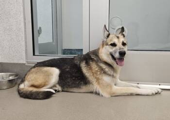 Rescue German Shepherd Dog and Mixed Breed Dogs for Adoption in Roseville, California - Queen Mariah | PetCurious