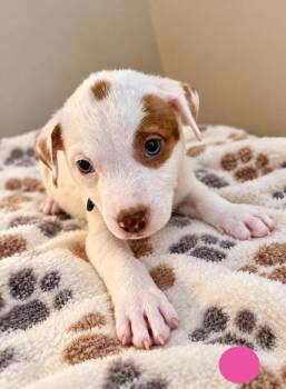 Saturn -  Mixed Breed Dog for Adoption in St. Augustine, Florida - Saturn | PetCurious